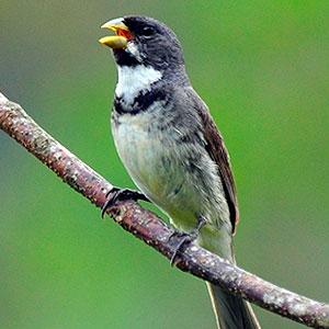 Papa Capim e coleiros - Mata Norte de Pernambuco