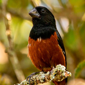 Curió