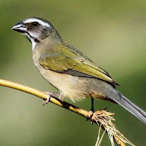 Trinca-Ferro