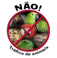 COMO E ONDE COMPRAR PÁSSAROS LEGALIZADOS 